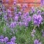   - Lavandula angustifolia Mill. [1768]