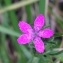  Hervé GOËAU - Dianthus armeria L. [1753]