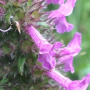 Photographie n°243151 du taxon Stachys officinalis (L.) Trévis. [1842]