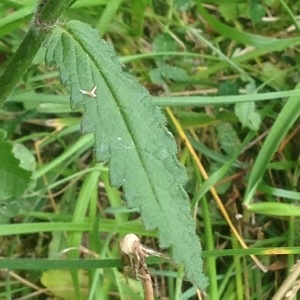 Photographie n°243152 du taxon Stachys officinalis (L.) Trévis. [1842]