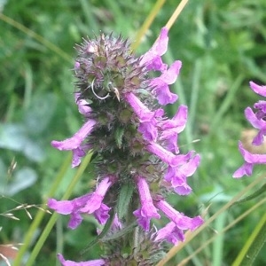 Photographie n°243153 du taxon Stachys officinalis (L.) Trévis. [1842]