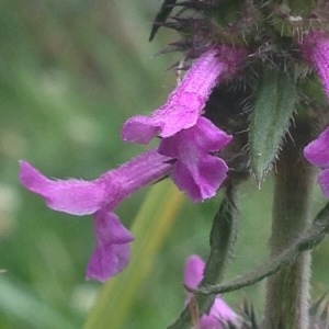 Photographie n°243154 du taxon Stachys officinalis (L.) Trévis. [1842]