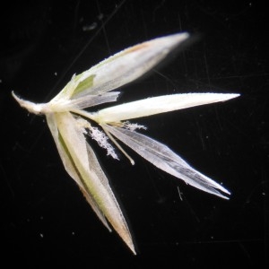 Photographie n°243164 du taxon Koeleria albescens DC.