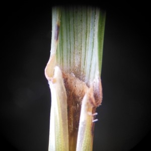 Photographie n°243179 du taxon Elytrigia campestris (Godr. & Gren.) Kerguélen ex Carreras