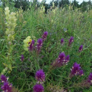 Photographie n°243187 du taxon Melampyrum arvense L.