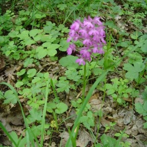 Photographie n°243230 du taxon Anacamptis pyramidalis (L.) Rich. [1817]