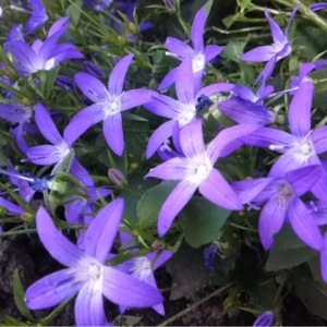 Photographie n°243235 du taxon Campanula poscharskyana Degen [1908]