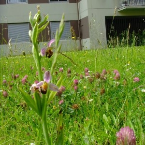 Photographie n°243238 du taxon Ophrys apifera subsp. apifera