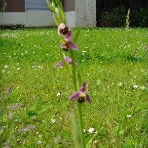 Photographie n°243240 du taxon Ophrys apifera subsp. apifera