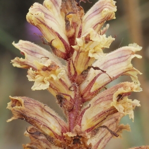 Photographie n°243249 du taxon Orobanche artemisiae-campestris Vaucher ex Gaudin [1829]