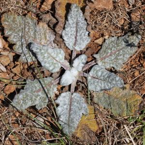 Photographie n°243254 du taxon Salvia aethiopis L.