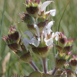 Photographie n°243256 du taxon Salvia aethiopis L.