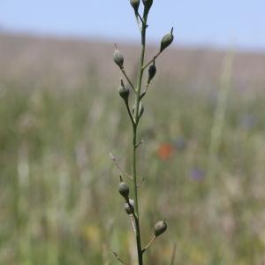 Photographie n°243259 du taxon Camelina sativa subsp. rumelica (Velen) O.Bolòs & Vigo