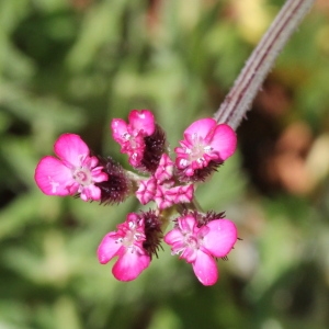 Photographie n°243277 du taxon Turgenia latifolia (L.) Hoffm.