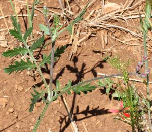 Marie  Portas, le  5 juin 2014 (Creissels)