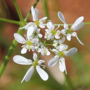 Photographie n°243283 du taxon Bifora radians M.Bieb.