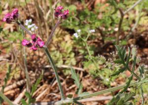 Marie  Portas, le  5 juin 2014 (Creissels)