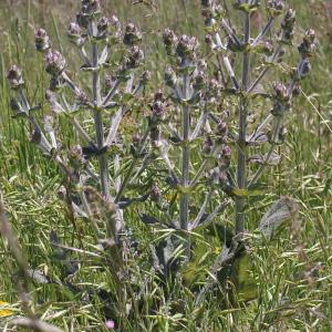 Photographie n°243288 du taxon Salvia aethiopis L.