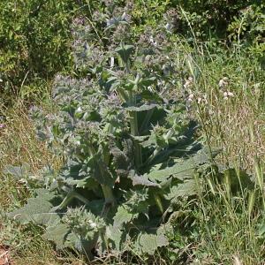 Photographie n°243289 du taxon Salvia aethiopis L.