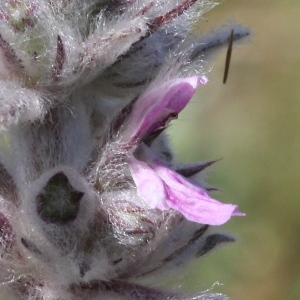 Stachys germanica L. subsp. germanica (Épiaire blanche)