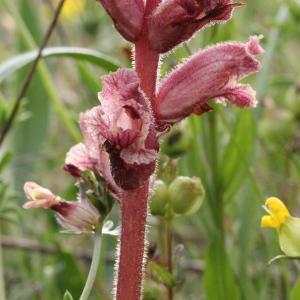 Photographie n°243308 du taxon Orobanche alba Stephan ex Willd. [1800]