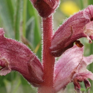 Photographie n°243309 du taxon Orobanche alba Stephan ex Willd. [1800]