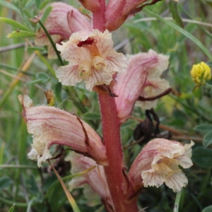 Orobanche epithymum var. longibracteata (Beck) Rouy (Orobanche blanche)