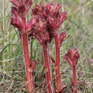 Photographie n°243338 du taxon Orobanche alba Stephan ex Willd. [1800]