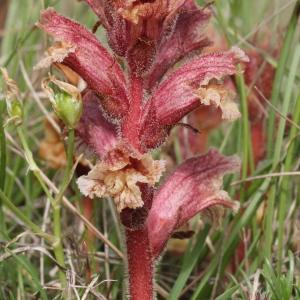 Photographie n°243340 du taxon Orobanche alba Stephan ex Willd. [1800]