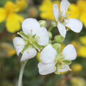 Alyssum macrocarpum var. candolleanum (Jord. & Fourr.) Rouy & Foucaud (Alysson à gros fruits)