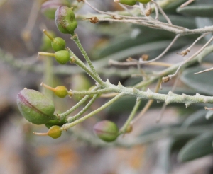 Marie  Portas, le  5 juin 2014 (Creissels)