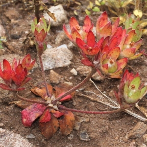 Photographie n°243368 du taxon Androsace maxima L.