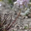  Marie  Portas - Armeria girardii (Bernis) Litard.