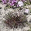  Marie  Portas - Armeria girardii (Bernis) Litard.