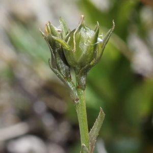 Photographie n°243382 du taxon Linum campanulatum L.