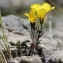  Marie  Portas - Linum campanulatum L.