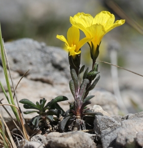 Marie  Portas, le  5 juin 2014 (Creissels)