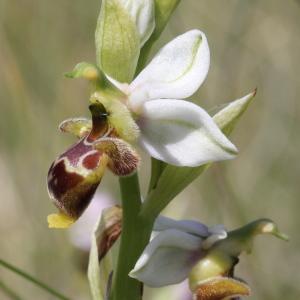  - Ophrys scolopax Cav. [1793]