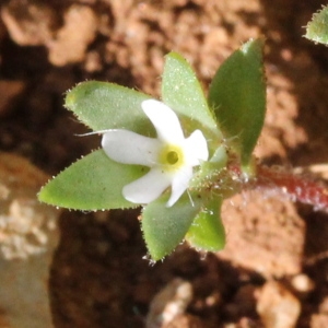 Androsace maxima L. (Androsace des champs)