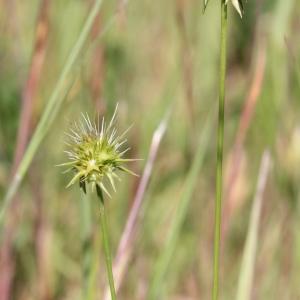 Photographie n°243393 du taxon Echinaria capitata (L.) Desf.