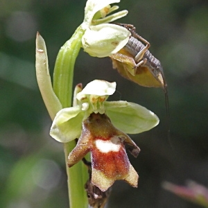 Photographie n°243407 du taxon Ophrys aymoninii (Breistr.) Buttler [1986]