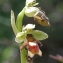  Marie  Portas - Ophrys aymoninii (Breistr.) Buttler [1986]