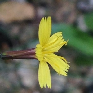 Photographie n°243416 du taxon Lactuca muralis (L.) Gaertn. [1791]