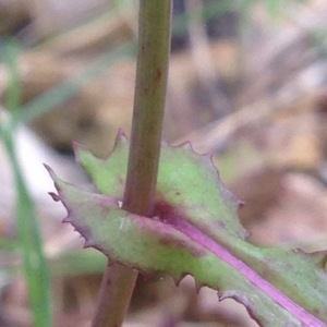 Photographie n°243417 du taxon Lactuca muralis (L.) Gaertn. [1791]