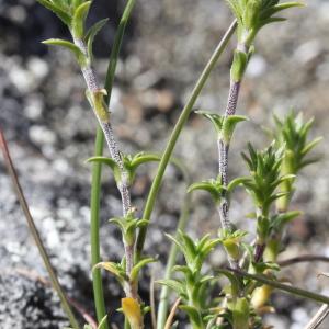  - Arenaria capitata Lam.