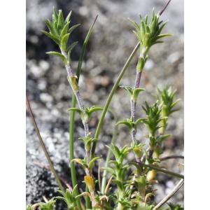 Arenaria aggregata subsp. capitata Font Quer (Sabline à fleurs en têtes)