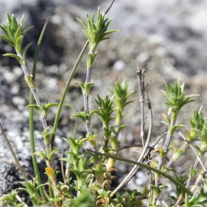  - Arenaria capitata Lam.