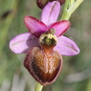 Ophrys aveyronensis (J.J.Wood) P.Delforge (Ophrys de l'Aveyron)