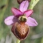  Marie  Portas - Ophrys aveyronensis (J.J.Wood) P.Delforge