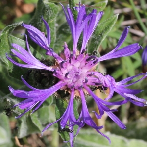 Photographie n°243443 du taxon Centaurea montana L.